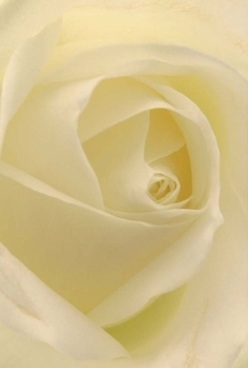 Captured in the intimate workspace of a New Cross florist, this ivory rose is revealed in all its elegance-petals swirling inward in a harmonious spiral, each almost translucent and velvet-soft. Under the diffused south London light, the cream and pale lemon hues are gently illuminated, their softness inviting you to trace every delicate fold with your imagination. This scene embodies the quiet anticipation that precedes a joyful celebration at Goldsmiths or a heartfelt gesture shared across New Cross Road. Whether gifted for an anniversary, a tender apology, or simply because words alone aren't enough, this rose expresses volumes through its pure, timeless form. The composition exudes serenity, every detail sharpened by thoughtful artistry: softened shadows accentuate the subtle curves, while a faint, sweet floral fragrance seems to linger in the air, comforting the room. Within this bouquet, you sense New Cross's sense of community and the pride local florists take in curating arrangements that gently convey care, comfort, and longstanding traditions to every doorstep.